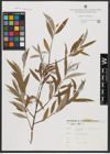 Foto von Salix alba L.